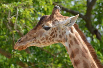 Fototapeta na wymiar girafe