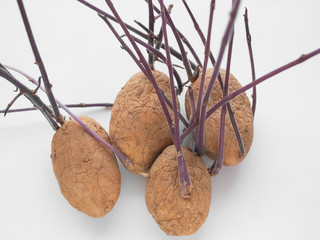 Potato sprout