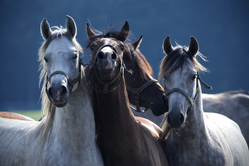 four horses pose for a photo