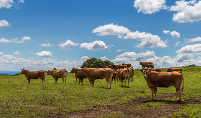 Obraz premium troupeau de vaches