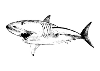 Fototapeta premium Hand drawing of a shark. Vector illustration