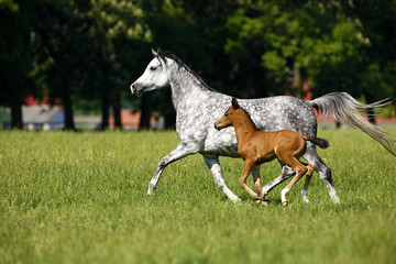 Galloping horses at pasture