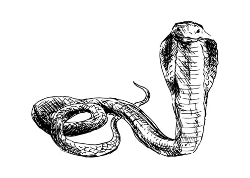 Hand drawing a cobra. Vector illustration
