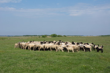 sheep on the grass
