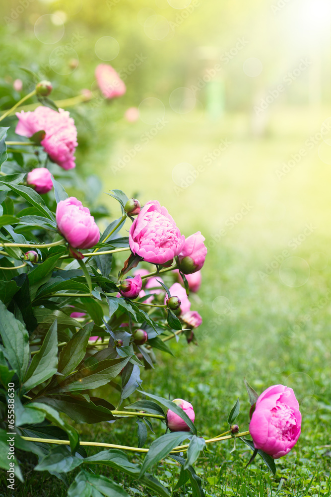 Wall mural beautiful blooming peonies in the garden