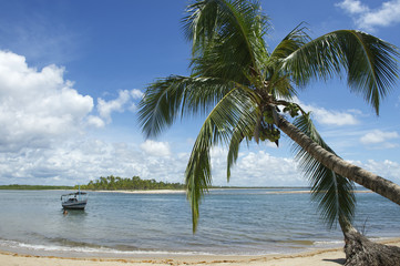 Fototapeta na wymiar Brazylia Plaża Palm Tree Calma Bahia