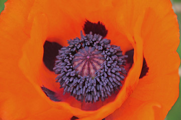 Mohnblume