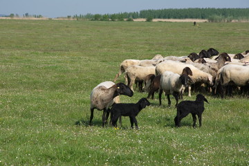 sheep on the grass