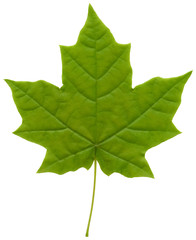 Maple leaf
