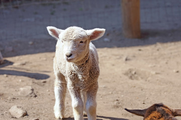 かわいい羊の赤ちゃん