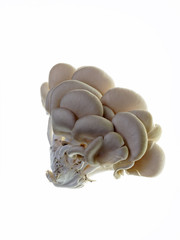 isolated oyster mushroom