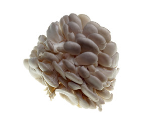 isolated oyster mushroom