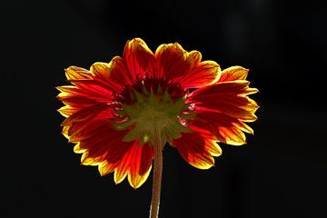 South African Daisy flower with black background