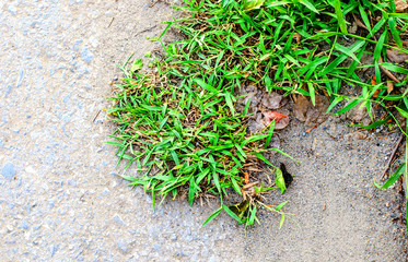 Grass grow on stone ground texture