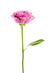Obraz premium Pink rose isolated on white
