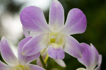 Fototapeta na wymiar Purple, white orchid
