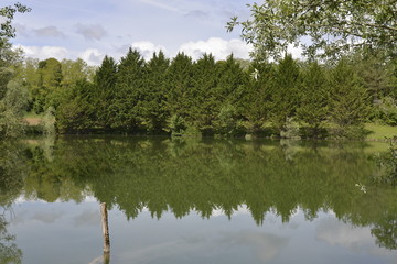 Obraz premium Sapins à l'étang aux eaux vertes près de Champagne