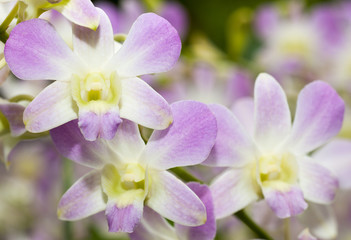 Obraz na płótnie Canvas Purple, white orchid