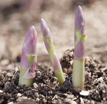 Shoots of asparagus.
