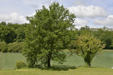 Fototapeta premium Arbres devant l'étang aux eaux vertes émeraudes