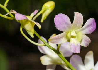 Purple, white orchid