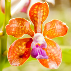 Orange orchid