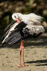 Cigogne Blanche, oiseau