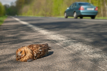 toter Waldkauz