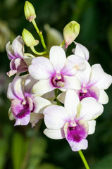 Purple, white orchid