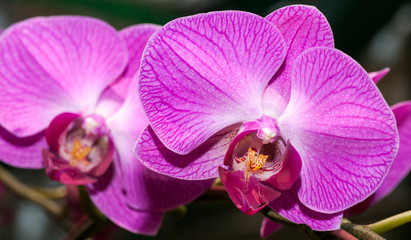 Purple, white orchid