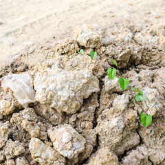 soil texture, brown ground soil with green ivy