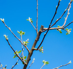 buds on the tree