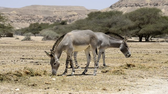Somali wild ass (Equus africanus) in nature reserve