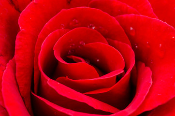 Closeup rose