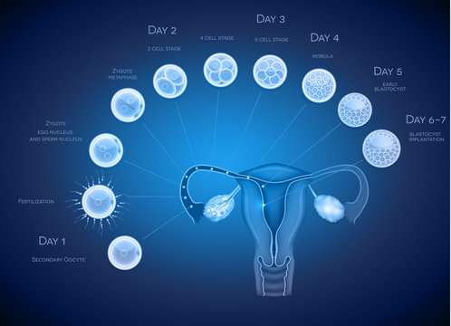Embryo development abstract blue background. Development till bl