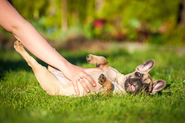 Funny french bulldog puppy lying on the lawn © Rita Kochmarjova