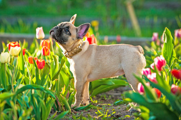 French bulldog puppy standing in flowers