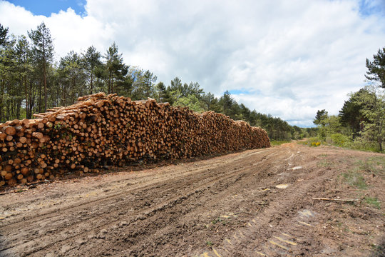 monta&ntilde;a de troncos de madera apilados en el bosque