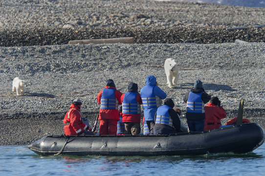 Female polar bear with a cub on a beach walking towards a Zodiac with passengers.