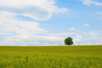 tree in a wheat field