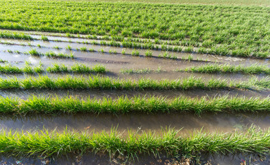 Tiger nut plantation