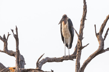 Marabou over dead branch