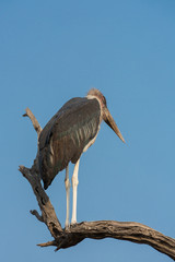 Obraz premium Marabou over dead branch