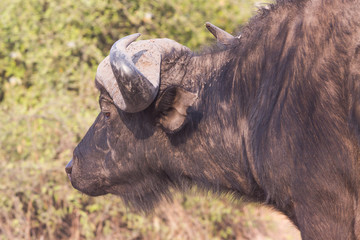 African buffalos side view