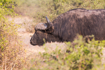 African buffalos side view