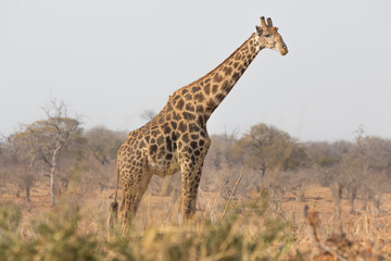 Giraffe side view