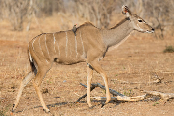 Kudu antelope and bird