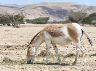 Onager (Equus hemionus) in National Reserve park near Eilat