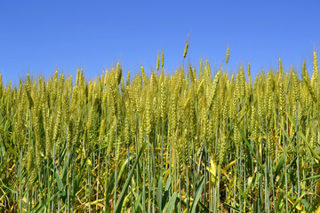 Obraz premium wheat