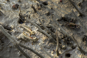 A Mudskipper, Amphibious fish